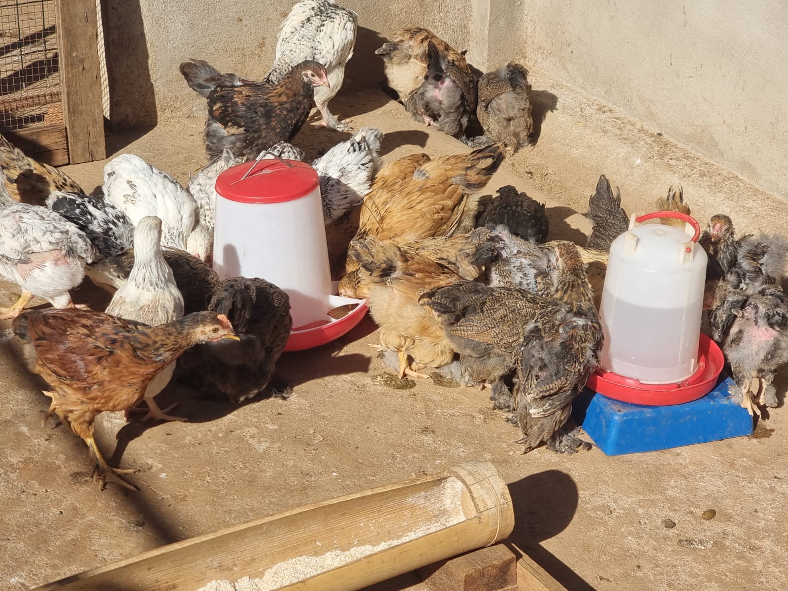 Agriculture Malagasy